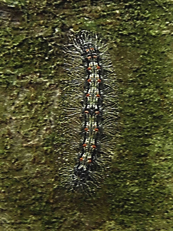 lišajníkovec štvorbodý, húsenica Lithosia quadra