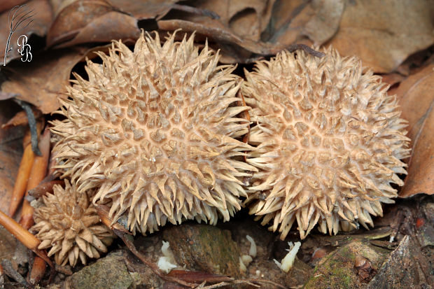 prášnica pichliačová Lycoperdon echinatum Pers.