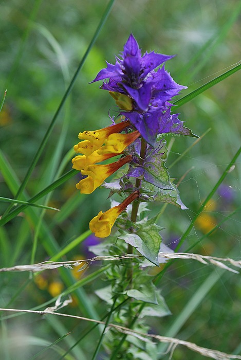 čermeľ hájny Melampyrum nemorosum L.