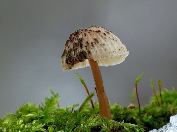 prilbička Mycena sp.