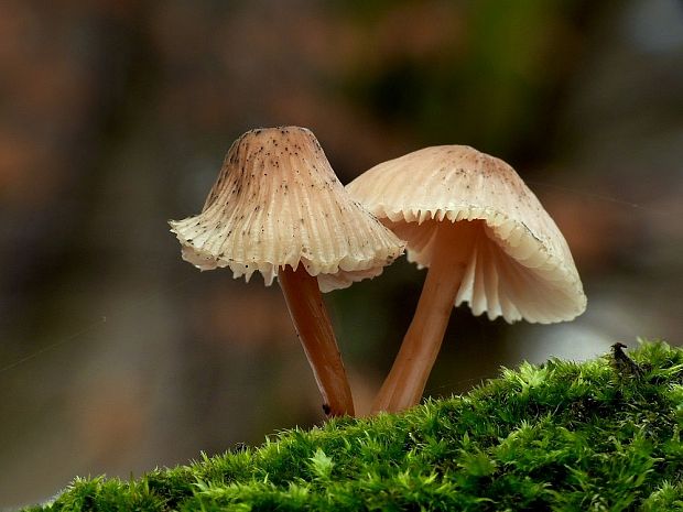 prilbička Mycena sp.