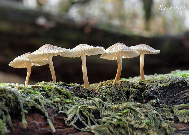 prilbička Mycena sp.