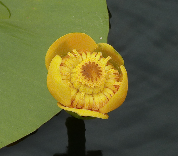 leknica žltá Nuphar lutea (L.) Sm.