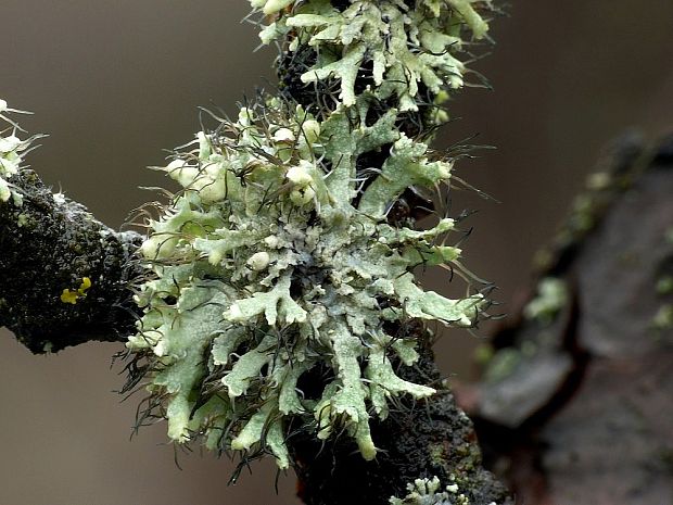 fyscia brvitá Physcia adscendens (Fr.) H. Olivier