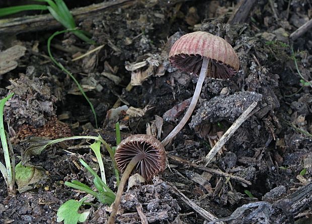 drobuľka nežná Psathyrella prona (Fr.) Gillet