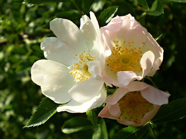 ruža šípová Rosa canina L.