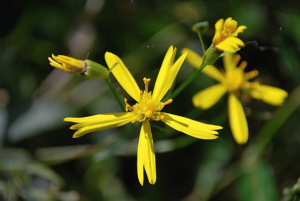 Senecio sp.