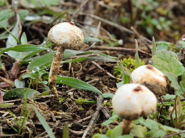 stopkovec zimný Tulostoma brumale Pers.