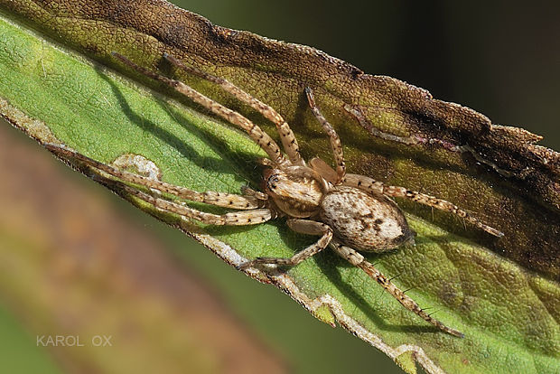 spriadavka listová Anyphaena accentuata