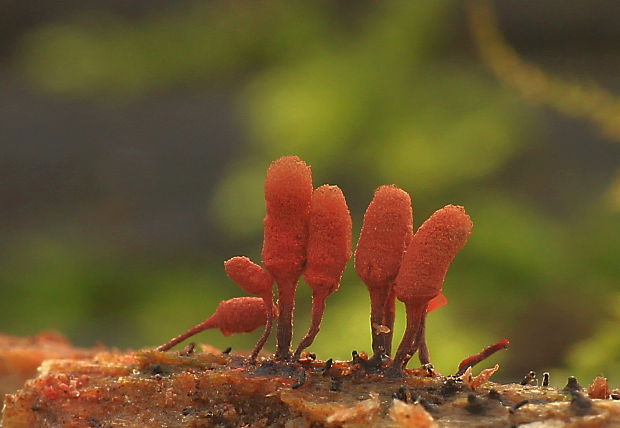 mištička Arcyria sp.