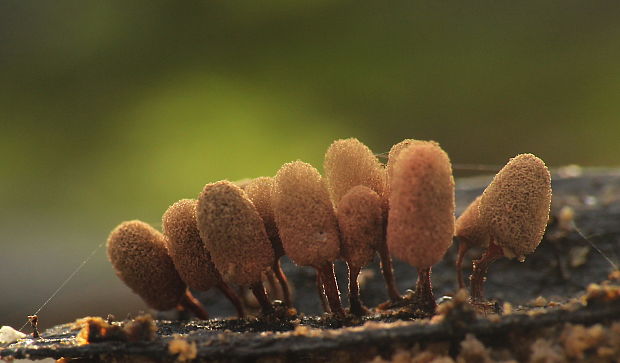 mištička Arcyria sp.