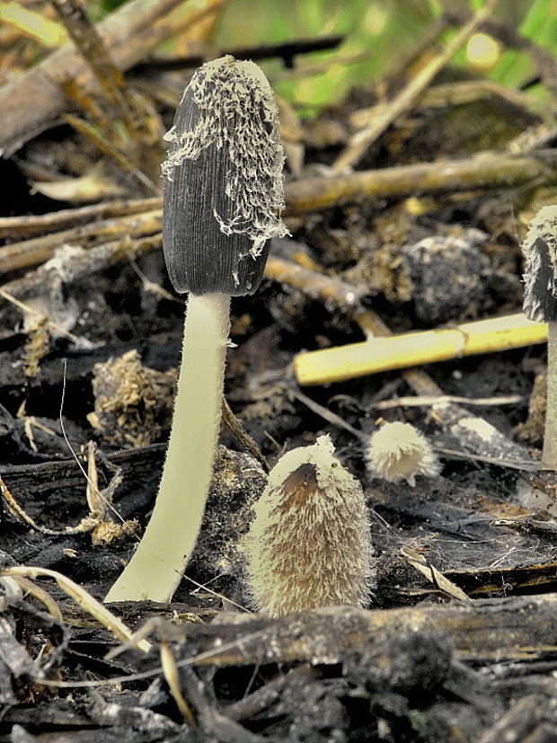 hnojník vyhŕňavý Coprinopsis macrocephala (Berk.) Redhead, Vilgalys & Moncalvo