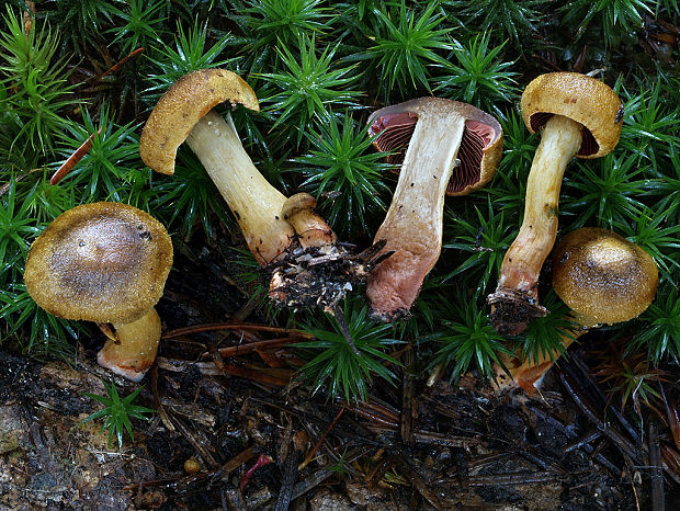 pavučinovec krvavolupeňový Cortinarius semisanguineus (Fr.) Gillet