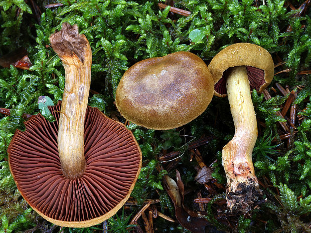 pavučinovec krvavolupeňový Cortinarius semisanguineus (Fr.) Gillet