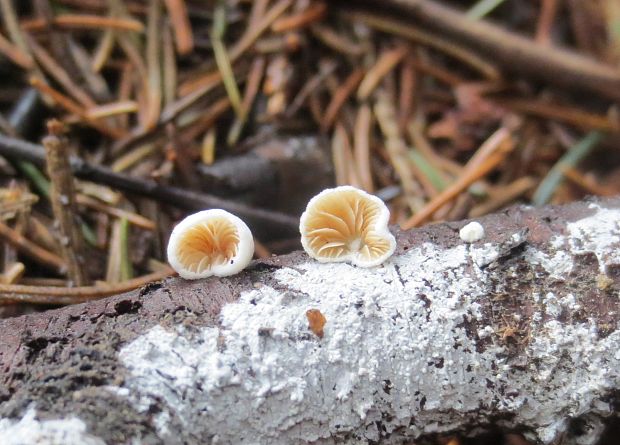 pahliva Crepidotus sp.