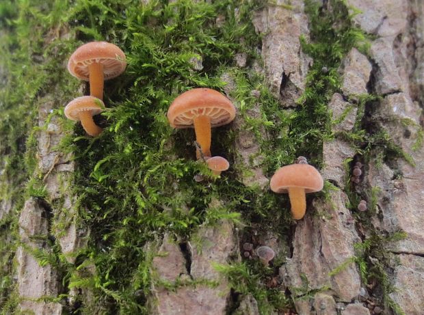 plamienka Flammulina sp.