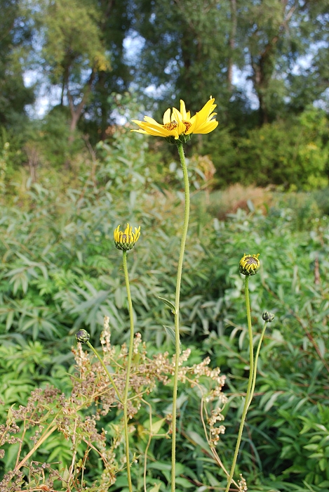 Helianthus sp.