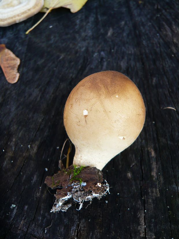 prášnica hruškovitá Lycoperdon pyriforme Schaeff.