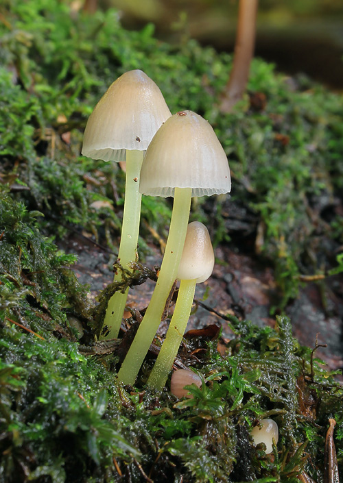 prilbička slizká Mycena epipterygia (Scop.) Gray