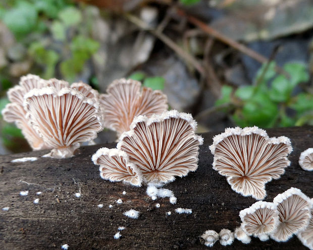 klanolupeňovka obyčajná Schizophyllum commune Fr.