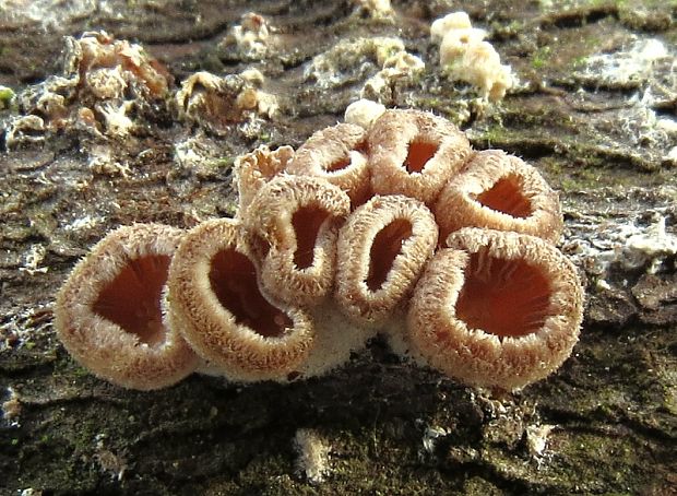 klanolupeňovka obyčajná Schizophyllum commune Fr.