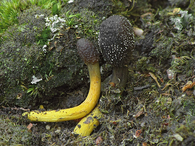 žezlovka srnková Tolypocladium ophioglossoides (J.F. Gmel.) Quandt, Kepler & Spatafora