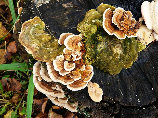 trúdnikovec pestrý Trametes versicolor (L.) Lloyd