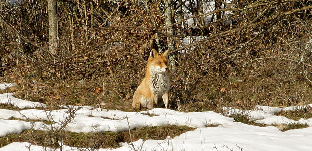 líška obyčajná Vulpes vulpes