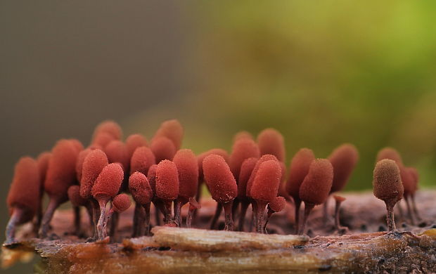 mištička Arcyria sp.