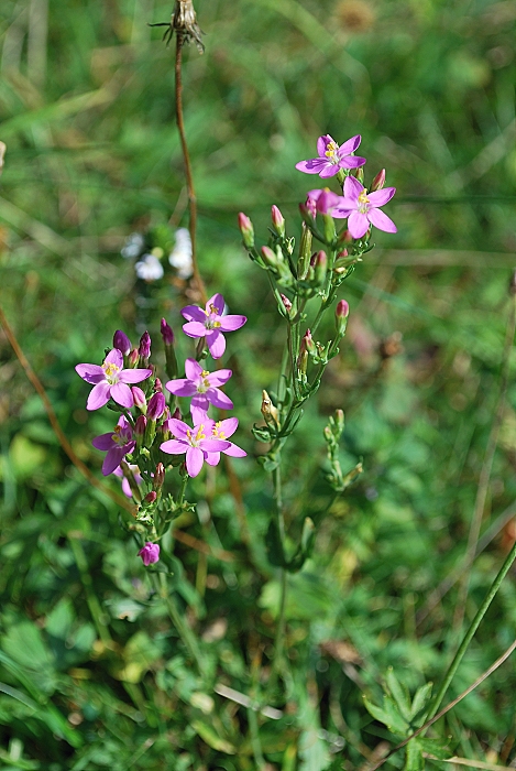 zemežlč menšia Centaurium erythraea Rafn