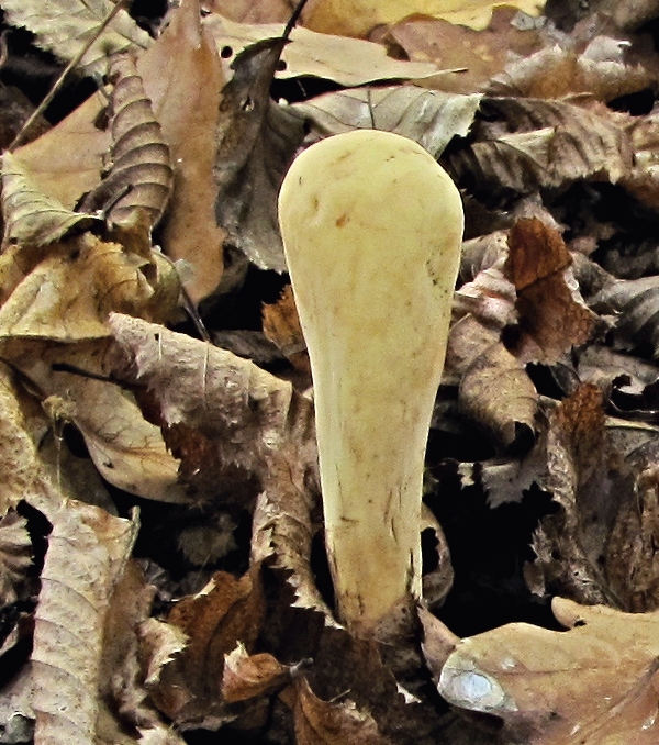 kyjak citrónovožltý Clavariadelphus flavoimmaturus R.H. Petersen