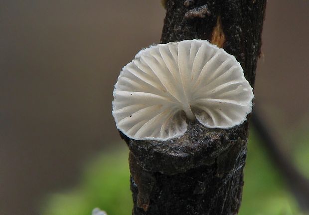 pahliva Crepidotus sp.