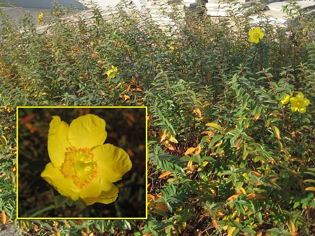 ľubovník Hypericum sp.