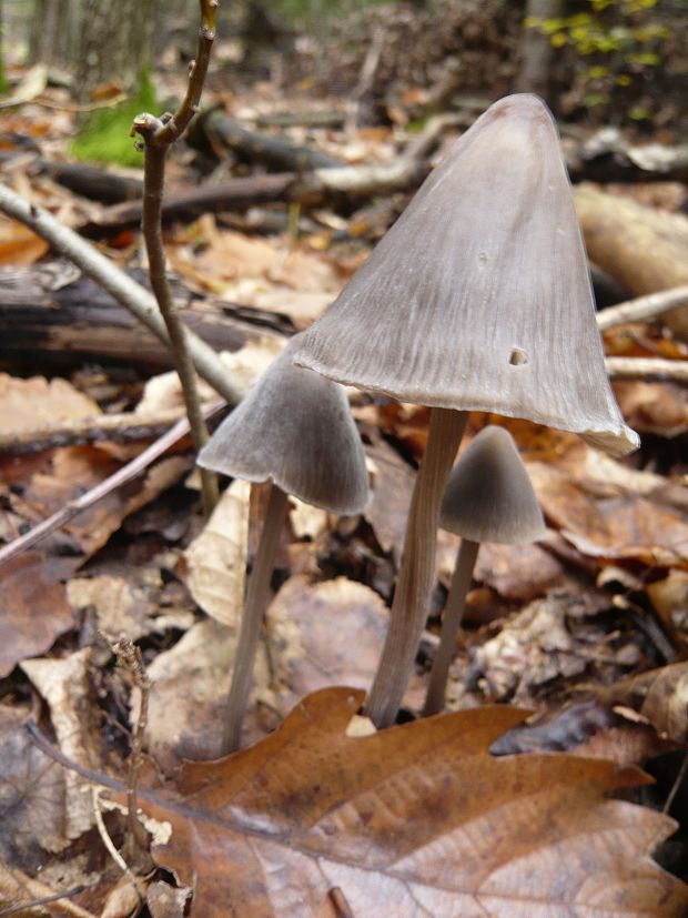 prilbička ryhovaná Mycena polygramma (Bull.) Gray