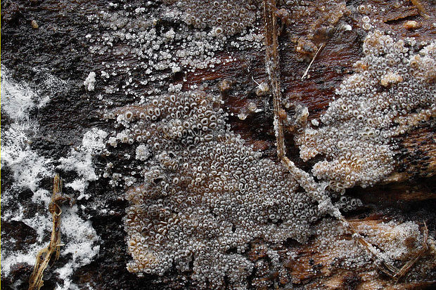 lastúrnik Resupinatus poriaeformis (Pers.) Thorn, Moncalvo & Redhead