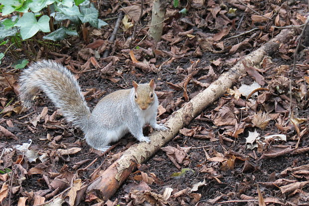 veverica sivá  Sciurus carolinensis