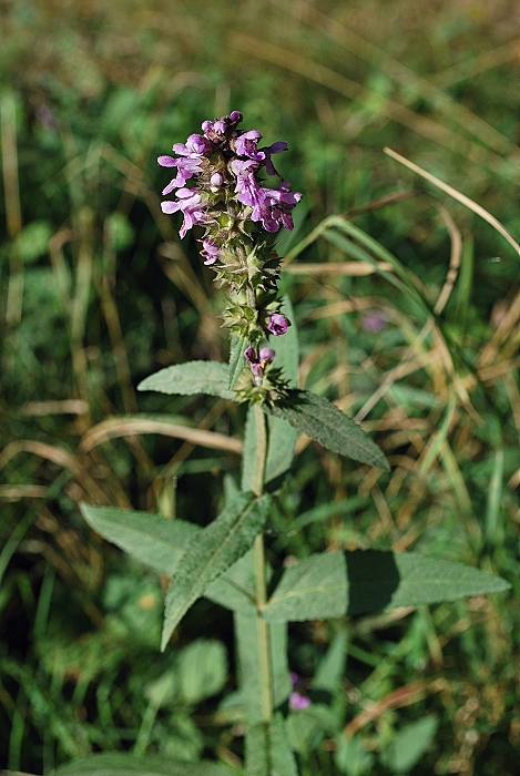 čistec močiarny Stachys palustris L.