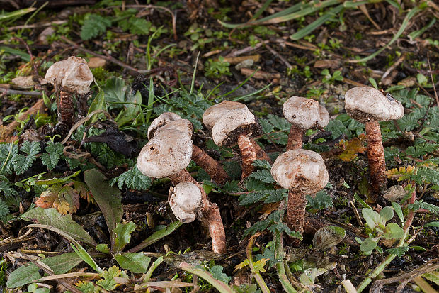 stopkovec vláknitý Tulostoma fimbriatum Fr.