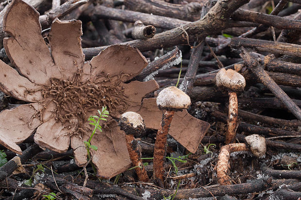 stopkovec vláknitý Tulostoma fimbriatum Fr.