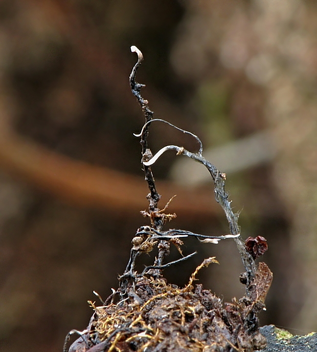 drevnatec bukový Xylaria carpophila (Pers.) Fr.