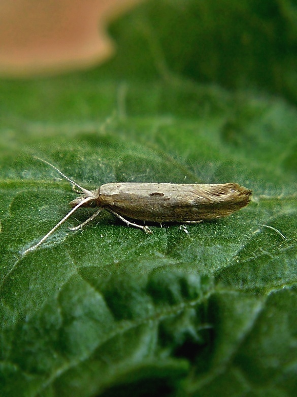 molička zemolezová Ypsolopha falcella