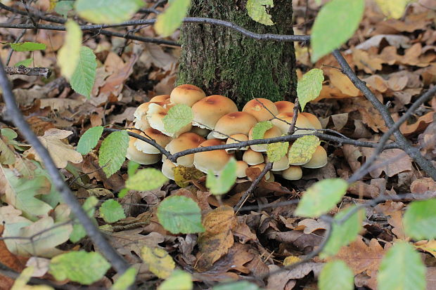 strapcovka Armillaria sp.