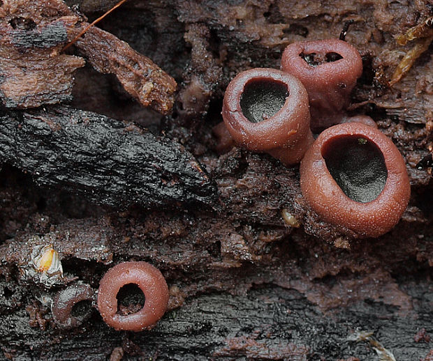 vrtidlovka Ascocoryne sp.