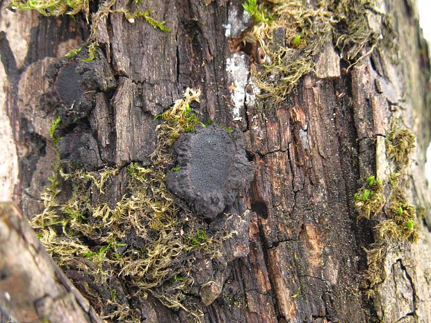 peniazovček Biscogniauxia sp.