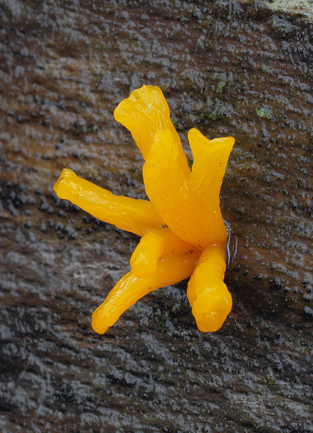 parôžkovec Calocera furcata