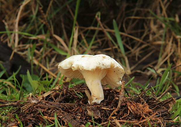 strmuľka Clitocybe sp.