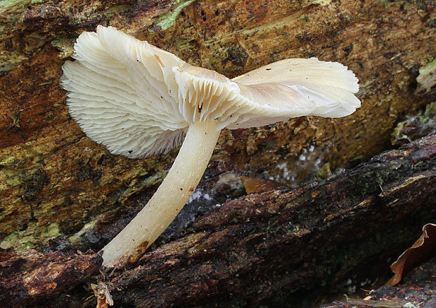 strmuľník Clitocybula sp.