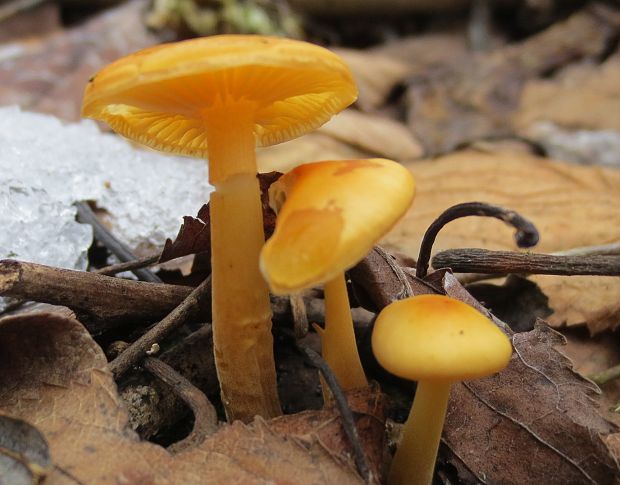 šťavnačka mrazová Hygrophorus hypothejus (Fr.) Fr.