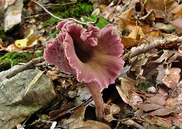 lakovka ametystová Laccaria amethystina (Huds.) Cooke