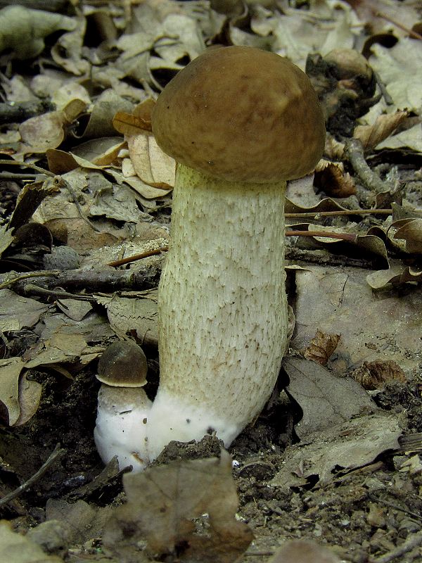 kozák hrabový Leccinum pseudoscabrum (Kallenb.) Šutara